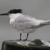 Sandwich Tern